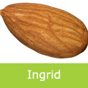 Bare Root Self Fertile Almond Ingrid, RELIABLE CROPPER + SELF FERTILE + DISEASE RESISTANT + GOOD FRUIT *** FREE UK MAINLAND DELIVERY ***